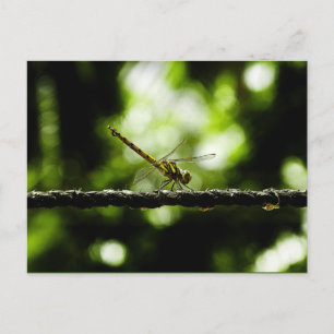 Dragonfly - carte postale