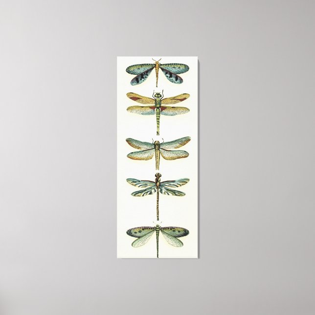 Dragonfly Collection von Chariklia Zarris Leinwanddruck (Vorderseite)