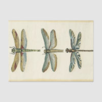 Dragonfly Collection von Chariklia Zarris