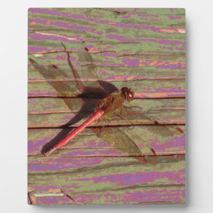 Dragonfly Colorful Plaque Fotoplatte