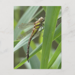 Dragonfly do-it-yourself carte postale