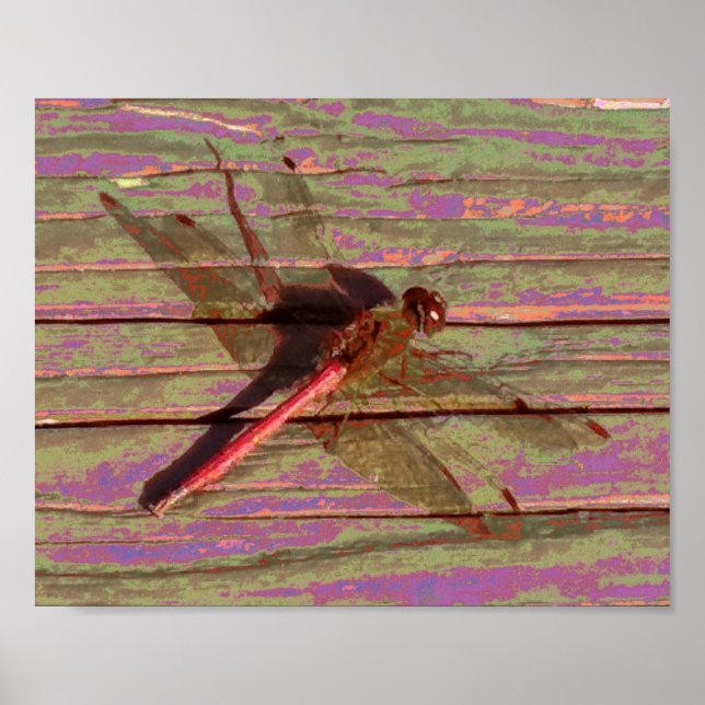 Dragonfly farbenfroh poster (Vorne)