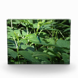 Dragonfly Fotoblock