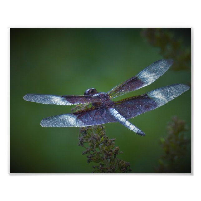 Dragonfly Fotodruck (Vorne)