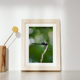 Dragonfly Fotodruck