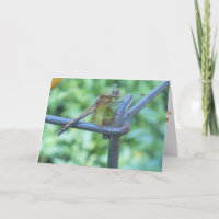 "Dragonfly Garden" Get Well Card #2
