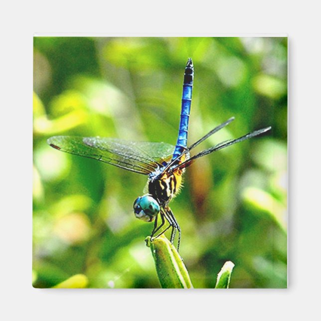 Dragonfly Handstand Magnet (Vorne)