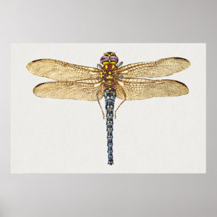 Dragonfly-Illustration Poster