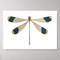 Dragonfly-Illustration