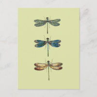 Dragonfly-Illustrationen
