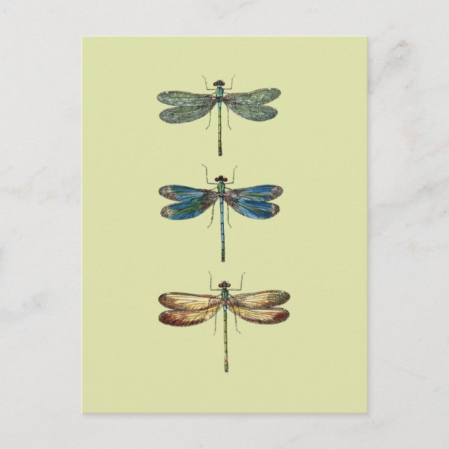 Dragonfly-Illustrationen Postkarte (Vorderseite)
