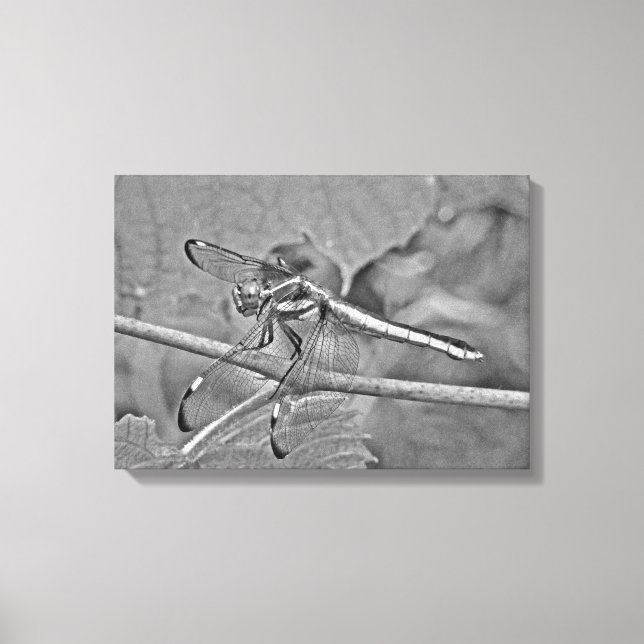 Dragonfly in Schwarz und Weiß Leinwanddruck (Vorderseite)