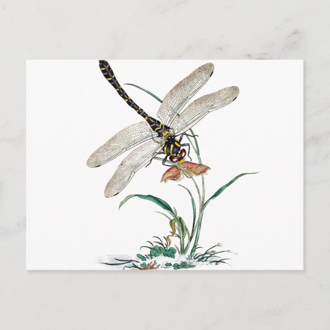 Dragonfly Magic Postkarte (Vorderseite)