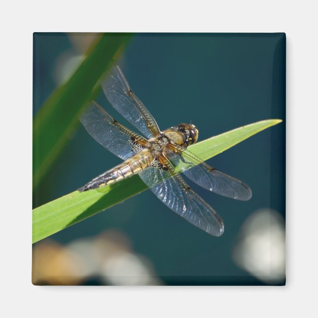 Dragonfly Magnet (Vorne)