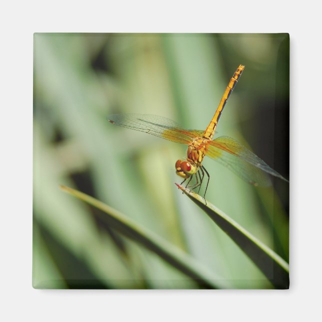 DragonFly Magnet (Vorne)
