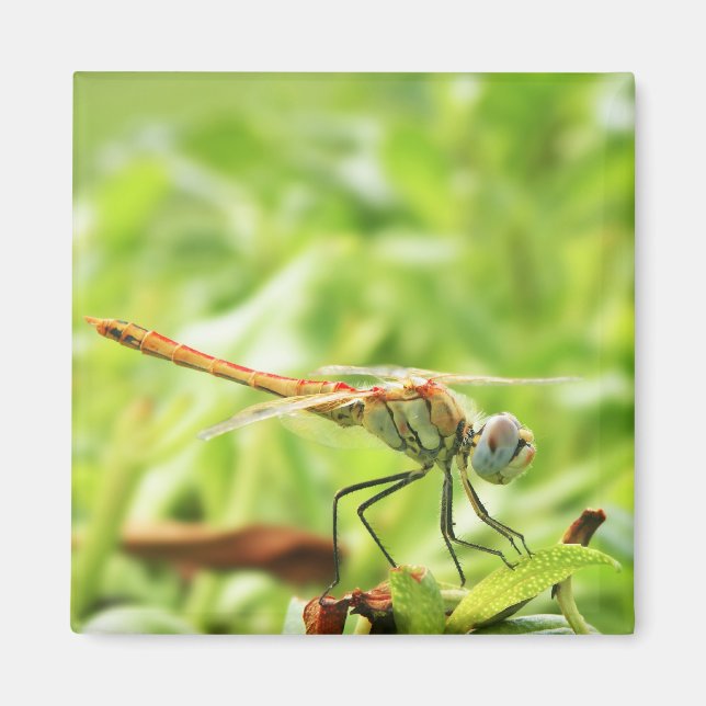 Dragonfly Magnet (Vorne)