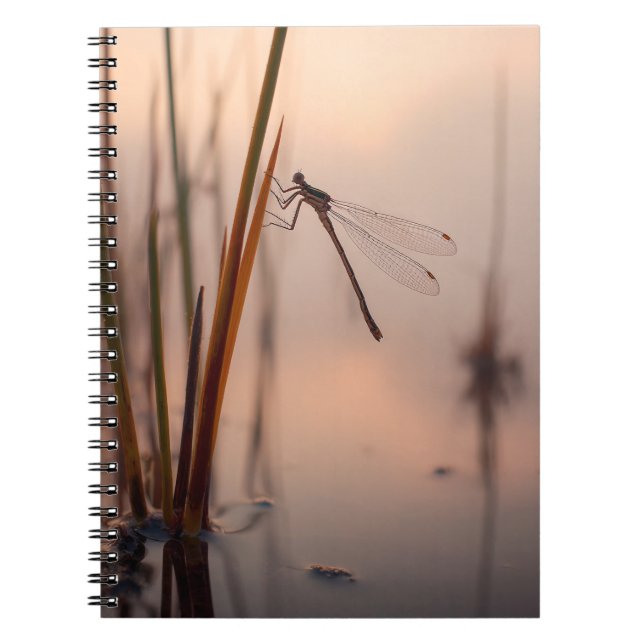 Dragonfly-Misty-Dawn-Notebook Notizblock (Vorderseite)