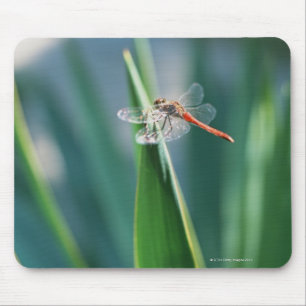 Dragonfly Mousepad