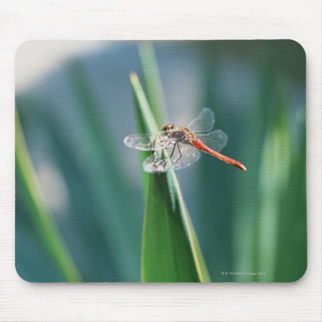 Dragonfly Mousepad (Vorne)