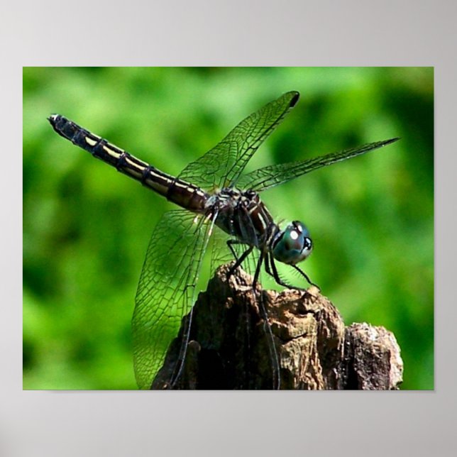 Dragonfly Nahe Natur Poster (Vorne)
