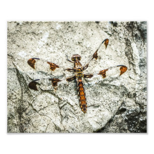 Dragonfly-Naturinsekten Fotodruck