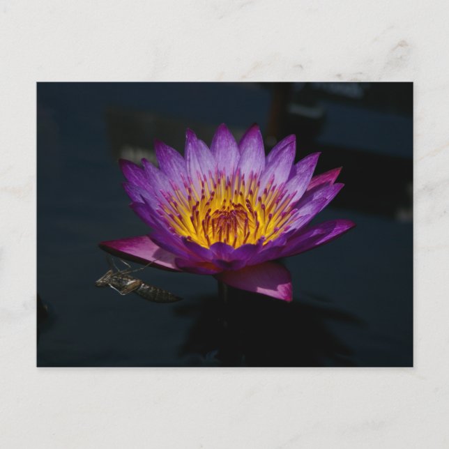 Dragonfly Nymph Lotus Postkarte (Vorderseite)