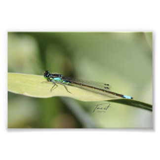 Dragonfly on the Leaf Photo Print