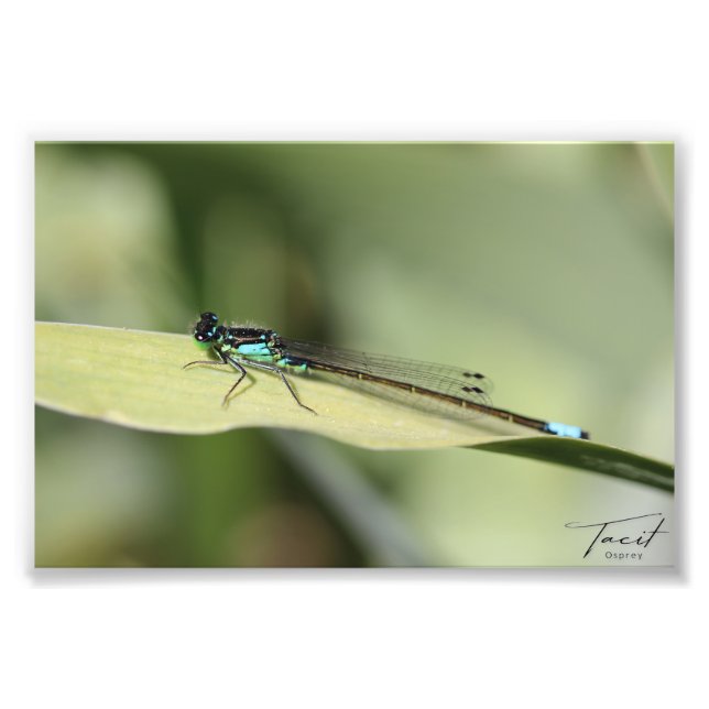 Dragonfly on the Leaf Photo Print (Devant)
