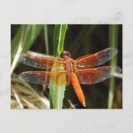 Dragonfly Postcard Postkarte