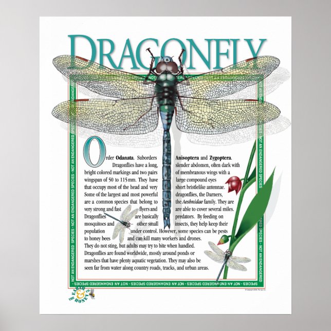 Dragonfly Poster (Vorne)
