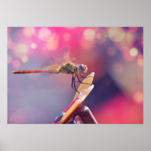 Dragonfly Poster