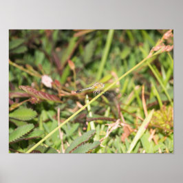 Dragonfly Poster
