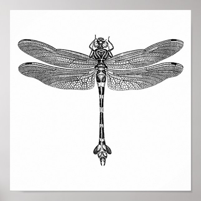 Dragonfly Poster (Vorne)