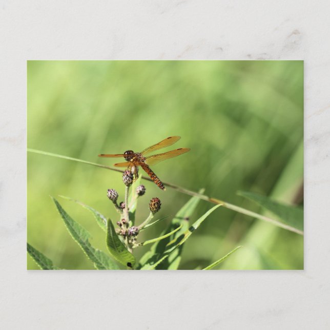 Dragonfly Postkarte (Vorderseite)