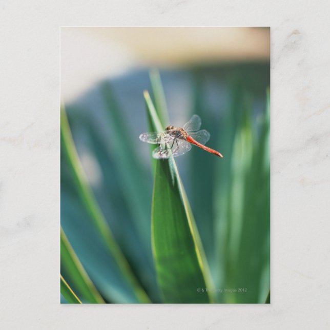 Dragonfly Postkarte (Vorderseite)