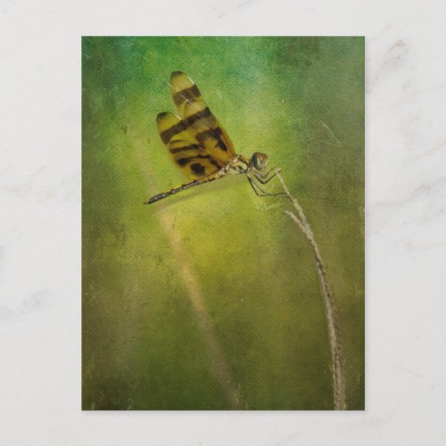 Dragonfly Postkarte (Vorderseite)