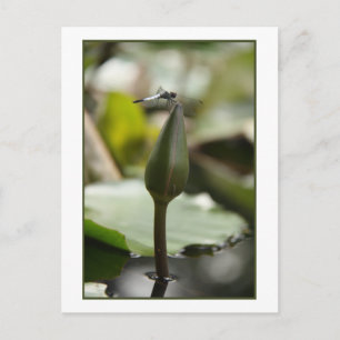 Dragonfly Postkarte