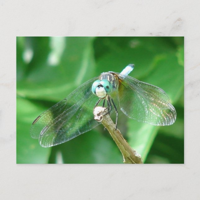Dragonfly Postkarte (Vorderseite)