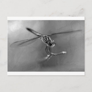 Dragonfly Postkarte