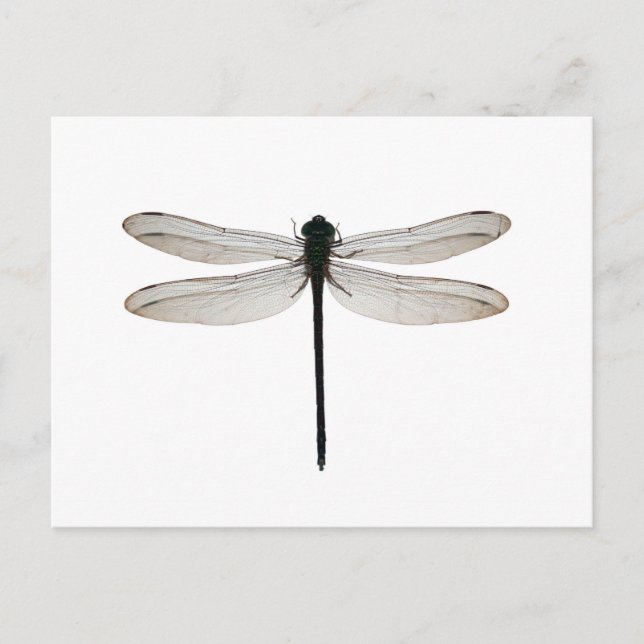 Dragonfly Postkarte (Vorderseite)