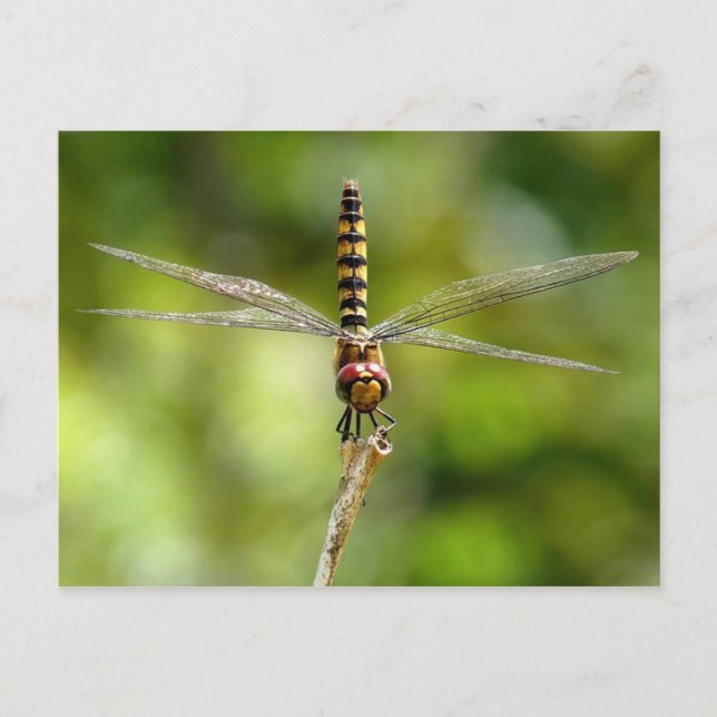 Dragonfly Postkarte (Vorderseite)