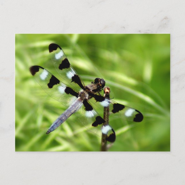 Dragonfly Postkarte (Vorderseite)
