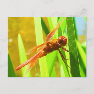 Dragonfly Postkarte