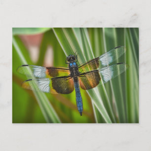 Dragonfly Postkarte