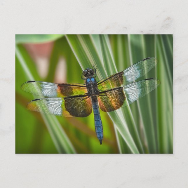 Dragonfly Postkarte (Vorderseite)