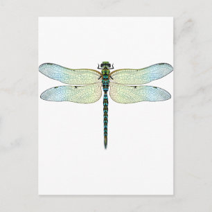 DragonFly Postkarte