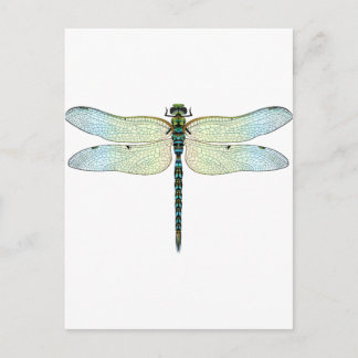DragonFly Postkarte