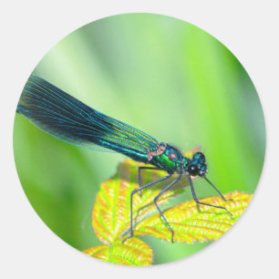 Dragonfly Runder Aufkleber