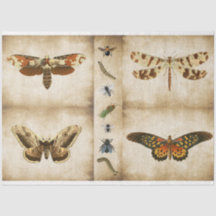 Dragonfly-Schmetterling-Mottendecoupage-Tissue