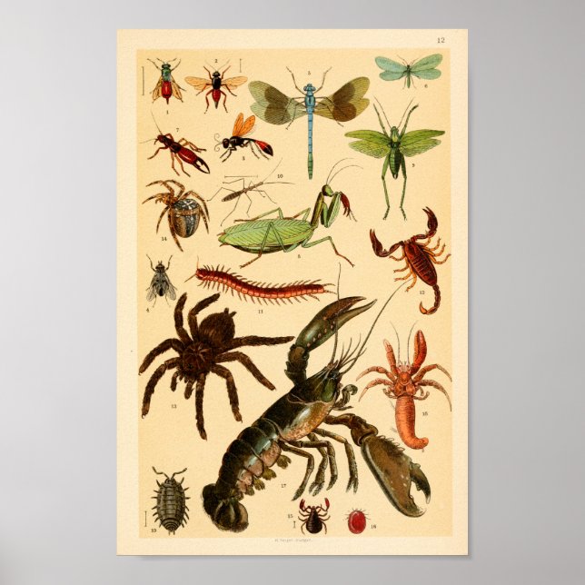 Dragonfly Skorpion Spione Collection Kunst, Dichtu Poster (Vorne)